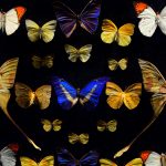 aplicativos para identificar insetos