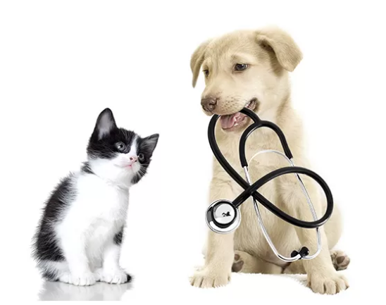 Plano de Saúde PET
