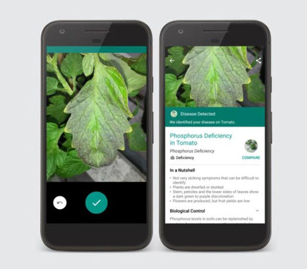 aplicativos para identificar plantas